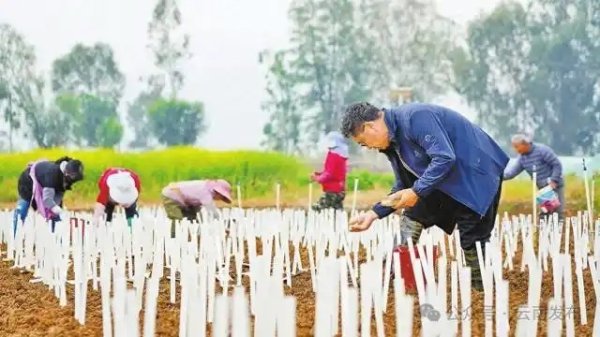 袁隆平超级杂交水稻蒙自示范基地开始育秧